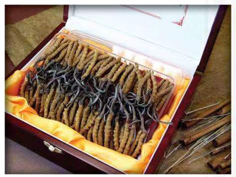 布尔津冬虫夏草回收